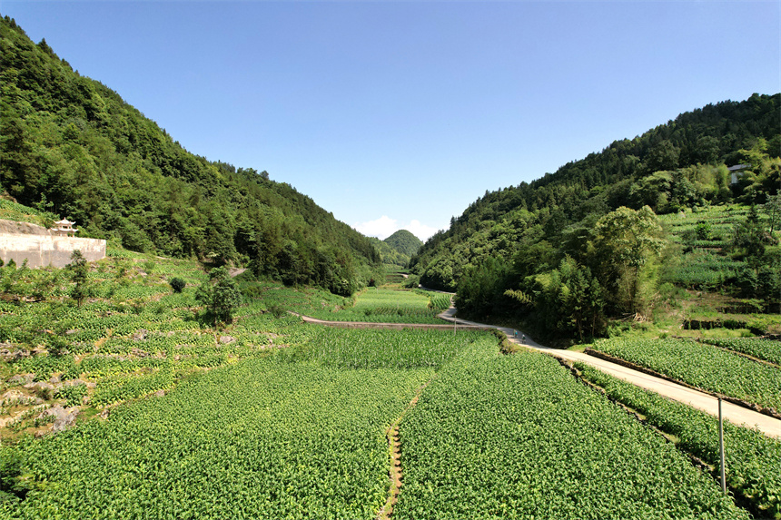湖北召开“中高油”优质烟叶生产与应用座谈会