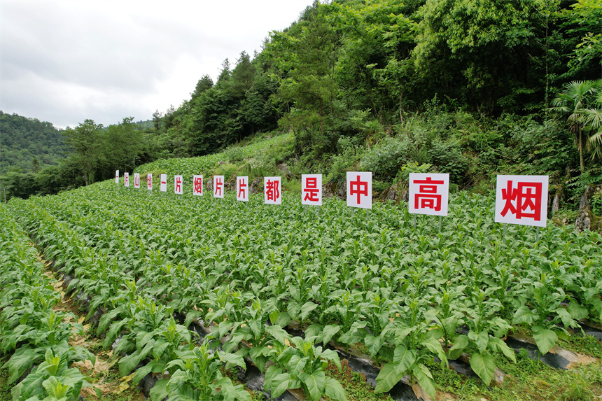湖北召开“中高油”优质烟叶生产与应用座谈会