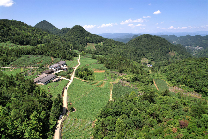 湖北召开“中高油”优质烟叶生产与应用座谈会