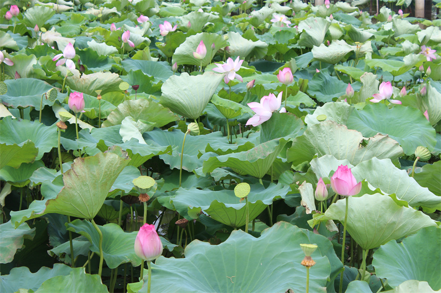 武汉市江夏区法泗街道，荷花进入盛花期。