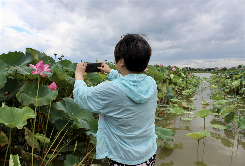 武汉市江夏区法泗街道鑫农湖荷花湿地公园，游客正在拍照。