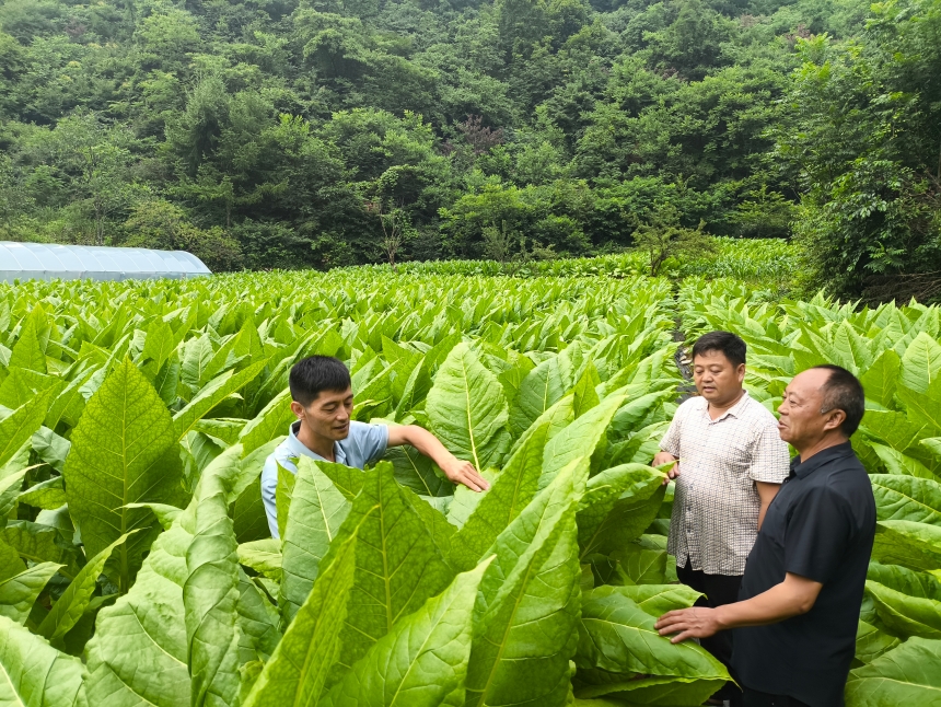 湖北长阳烟草:产业带动发展 共建美丽乡村【2】