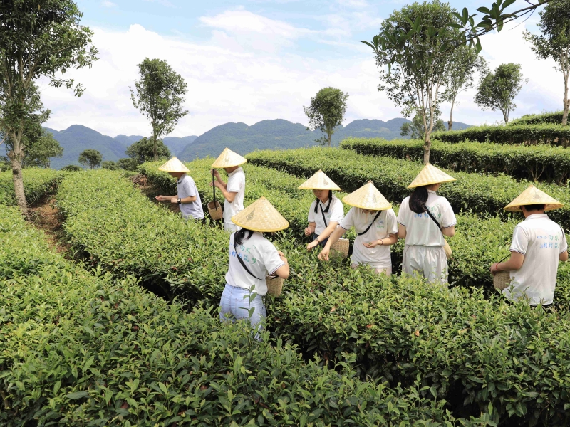 体验鲜嫩茶叶采摘。