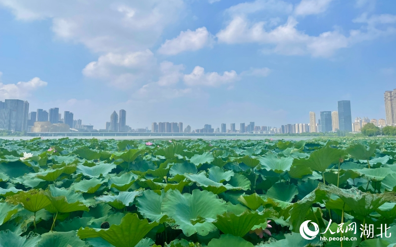 武汉沙湖，一派“接天莲叶无穷碧”的美景。人民网记者 张沛摄