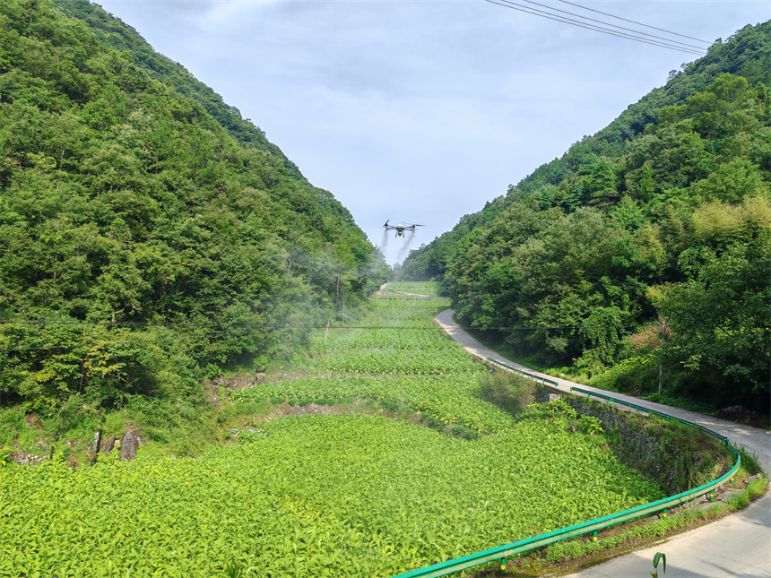 湖北秭归烟草:多元并进 农富路宽【2】