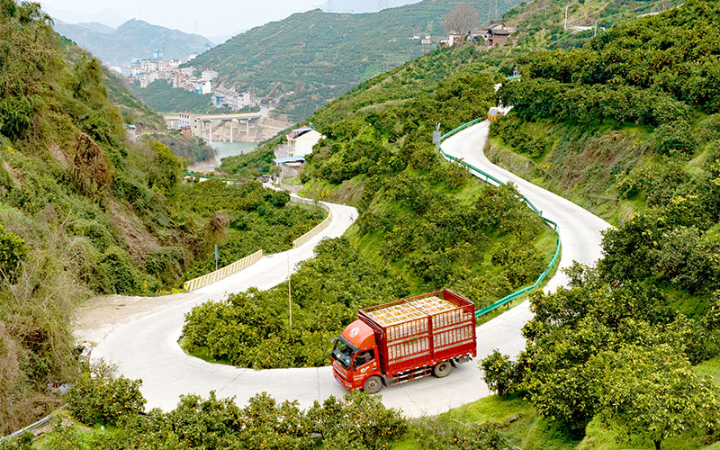 運輸臍橙的貨車行駛在施工便道上。湖北交投供圖