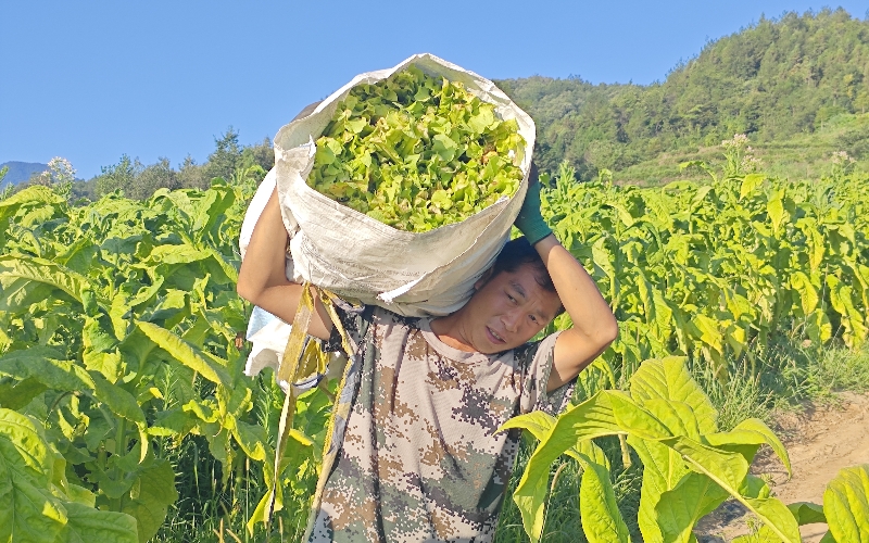 烟农采收烟叶。师立林摄