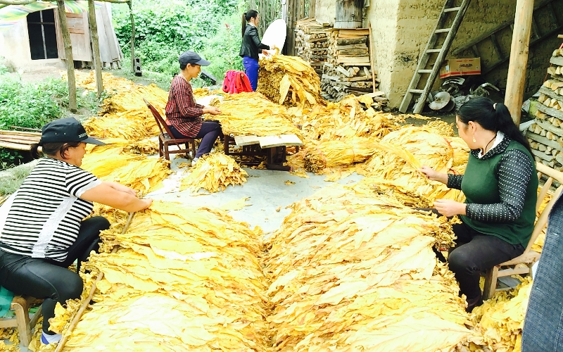 组织分级员入户为烟农提供专业化分级服务。师立林摄