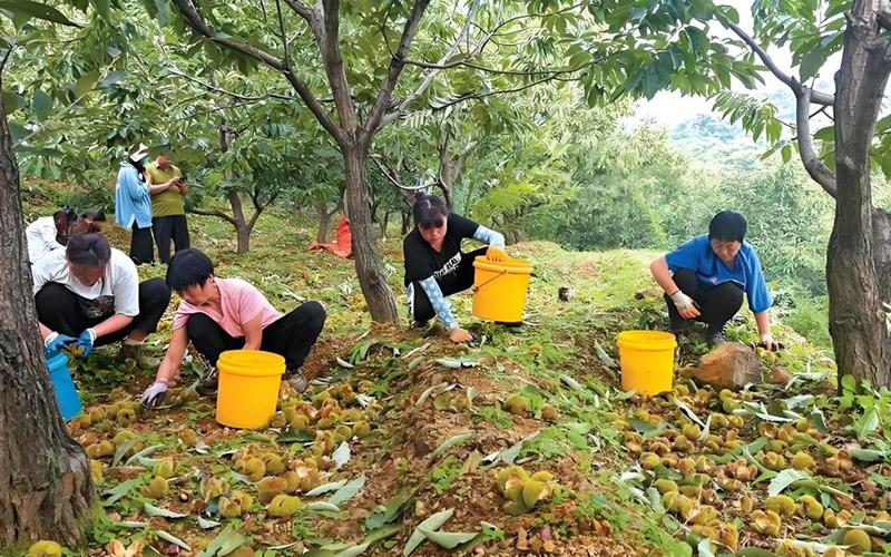 湖北省孝感市孝昌县的2万多亩板栗喜获丰收