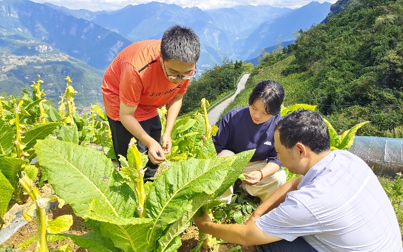 长阳土家族自治县烟草专卖局聚力“墩苗”培养。