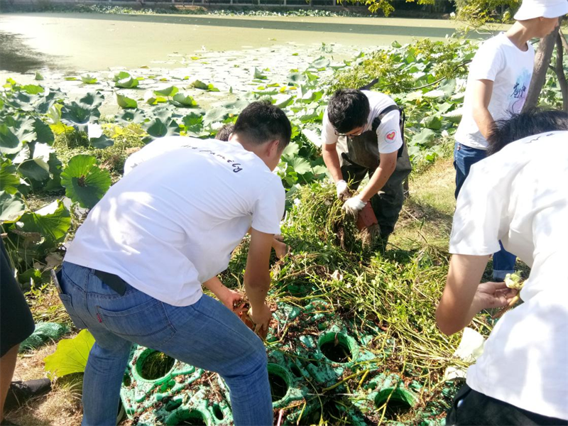 湖北大學沙湖環保志願隊將美人蕉、空心菜、水芹等植物移植到浮體上栽培，降低水體富營養化程度。