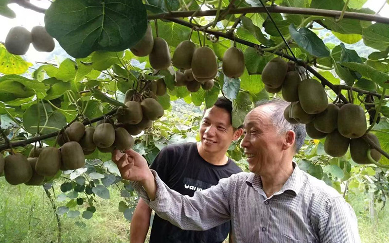 刘合伦向游客介绍猕猴桃
