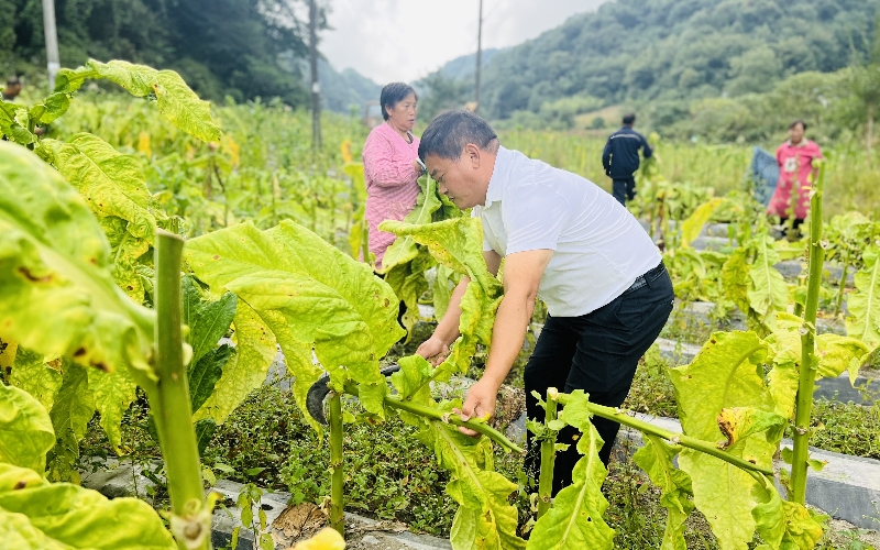 泉溪煙葉站技術員正在為煙農做帶莖採烤示范。張良培攝