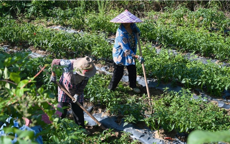 村民正在蔬菜种植基地给辣椒苗除草。 陈峻翔摄