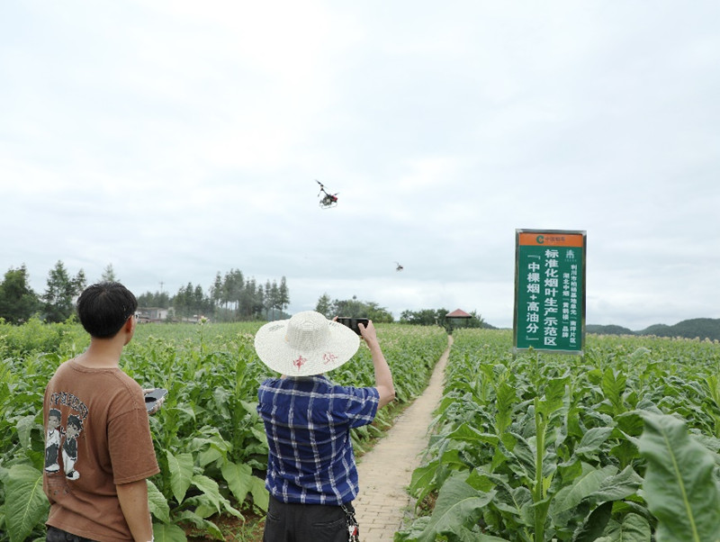 “中高油”烟叶生产基地。受访者供图