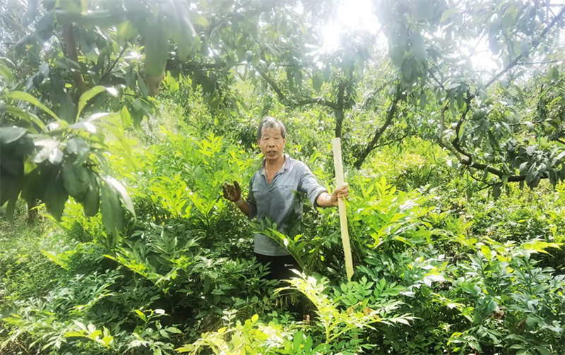 村民李书生在介绍果园收成情况