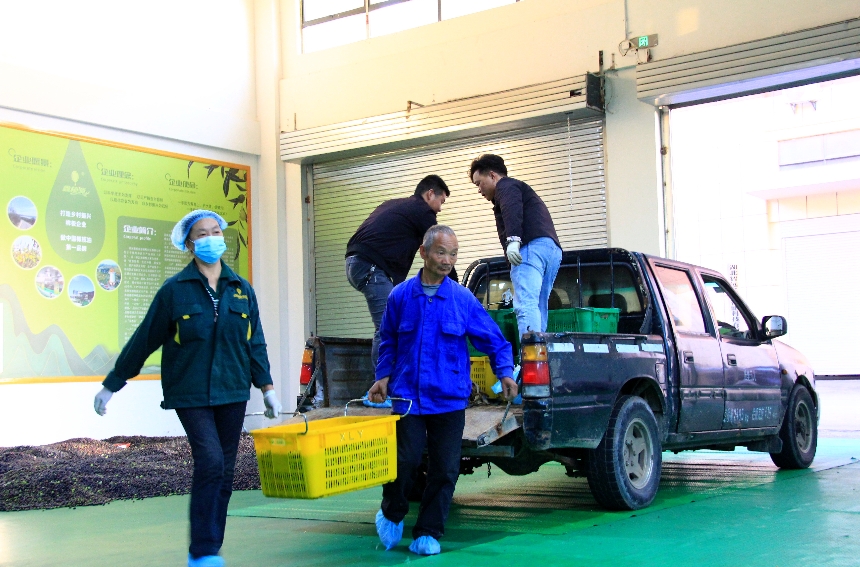 将当日采摘的鲜果送往车间榨油。