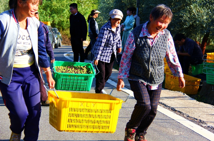 农民正在将成箱橄榄果送去称量。