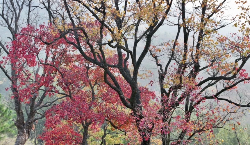 湖北大悟：活化紅色資源 推動紅色文旅融合發展【2】