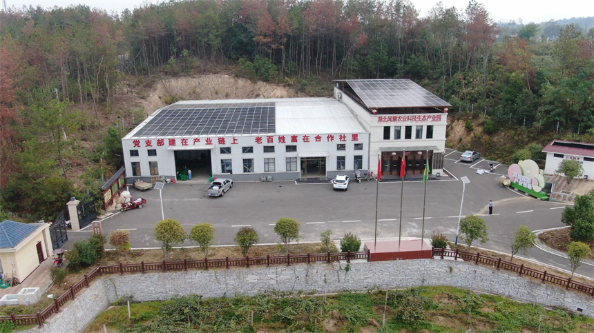 湖北浠水：新技术加持猕猴桃结出致富果