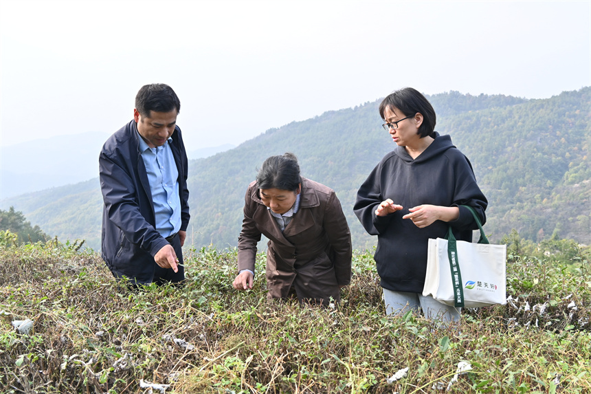 湖北煙草局請專家林間問診開出產業發展良方