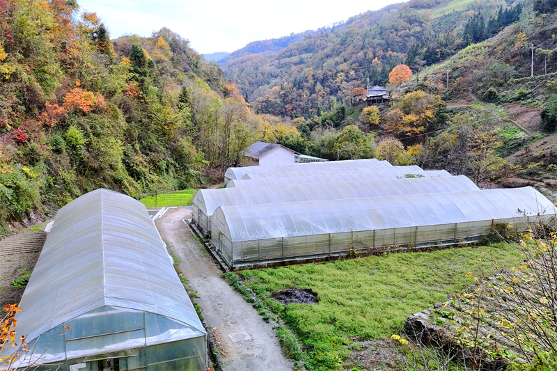 桃花山村的育苗大棚。魏強攝