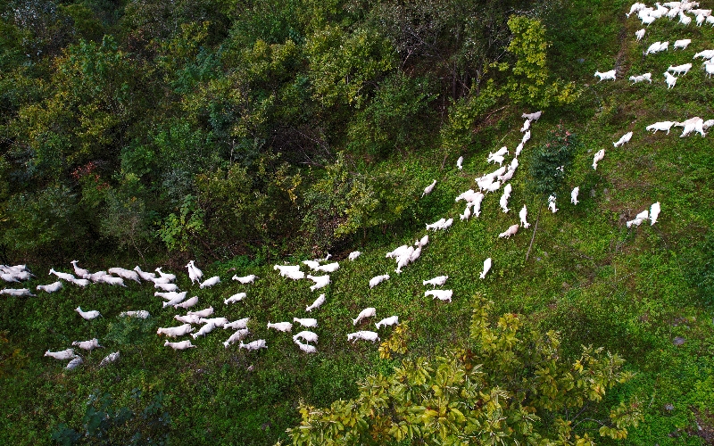 香口乡园林山马头山羊养殖专业合作社散养在山林里的马头山羊。 徐军摄