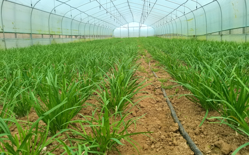北省烟草专卖局(公司)调研组赴十堰市郧阳区核桃树垭村调研。