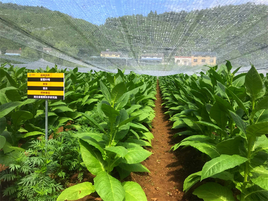 執科研創新之筆 繪產業發展新畫卷