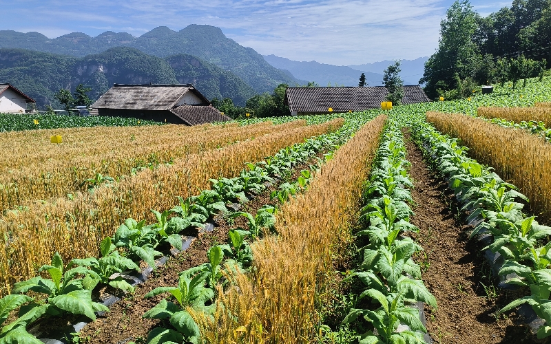 “粮烟菜”复合种植模式。