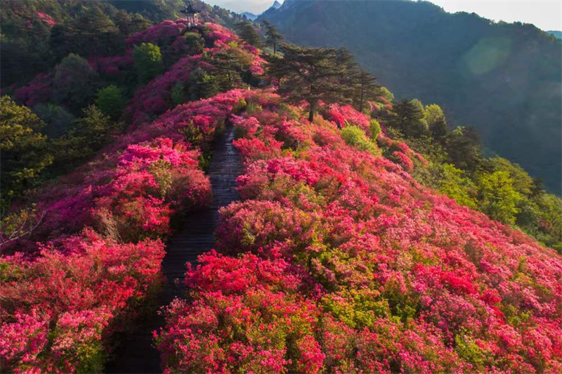 湖北交投龟峰山景区杜鹃花盛开。