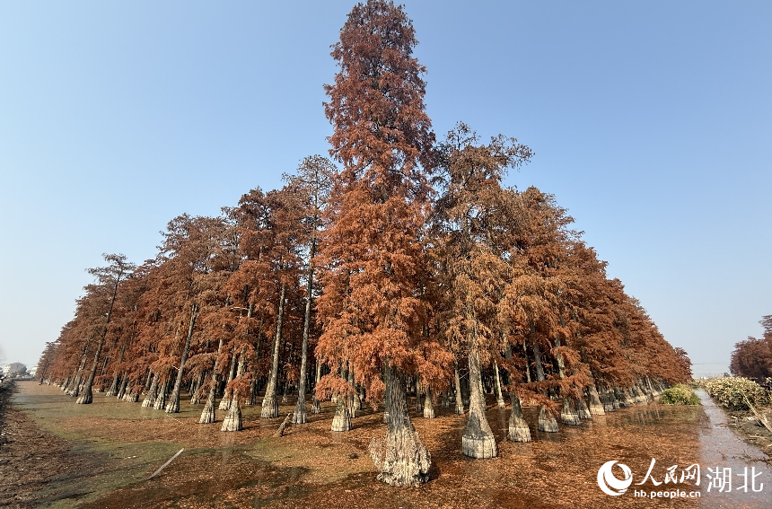 武漢市新洲區漲渡湖濕地自然保護區內，500余畝杉樹被染成橘紅色。人民網記者 張沛攝