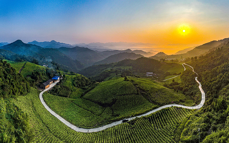 秦巴山区的烟叶示范园。甘孝兵摄