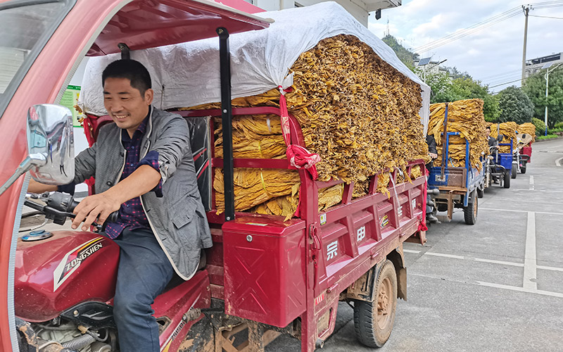 黄金叶铺就乡村振兴致富路