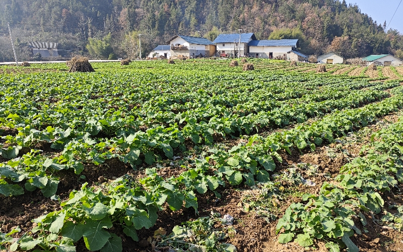 宜昌市秭归县磨坪烟区农户种植。