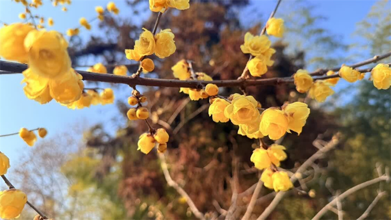 东湖梅园蜡梅花开。赵丽摄