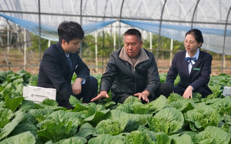 郵儲銀行咸寧市嘉魚縣支行以金融活水持續托穩百姓“菜籃子”。