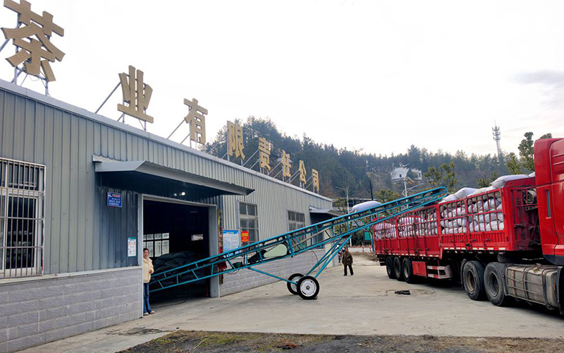 大宗茶通过传送带装上货车