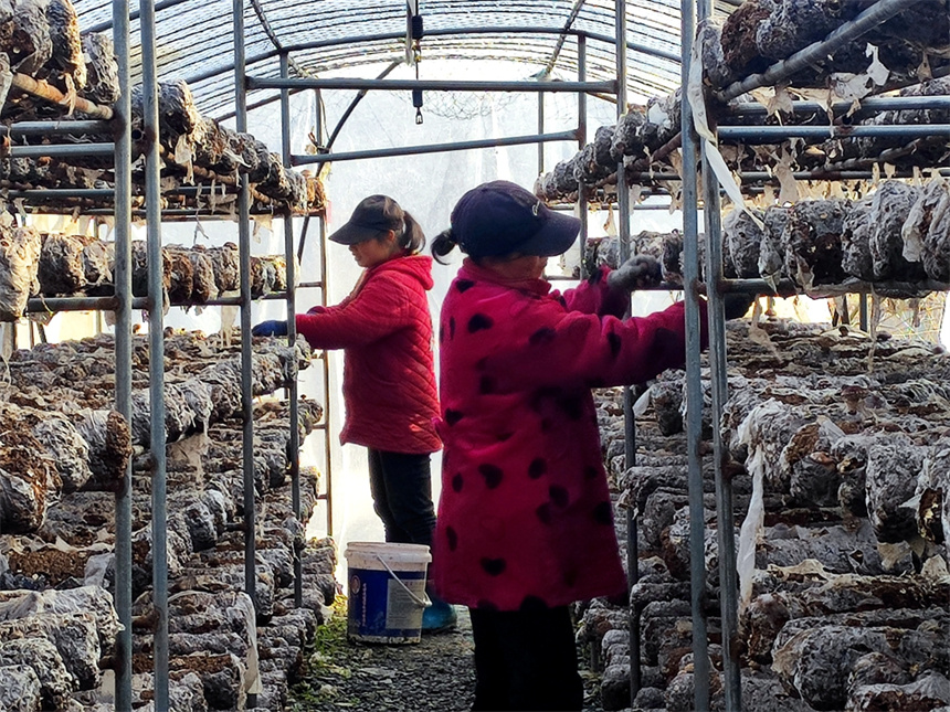 湖北竹山：香菇基地採摘忙