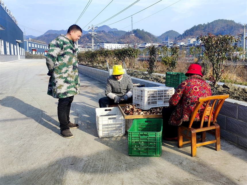 湖北竹山：香菇基地採摘忙