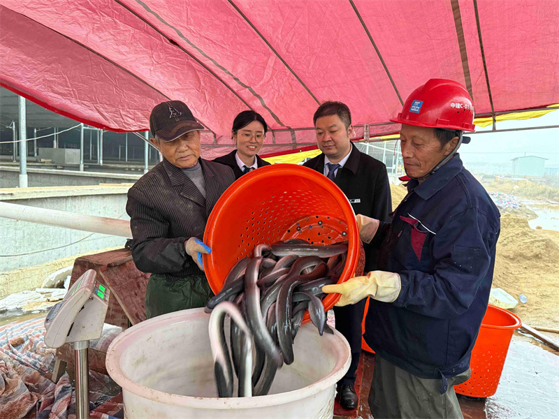 黃梅農商行安排專人上門為養殖企業發放鰻魚活體抵押貸款