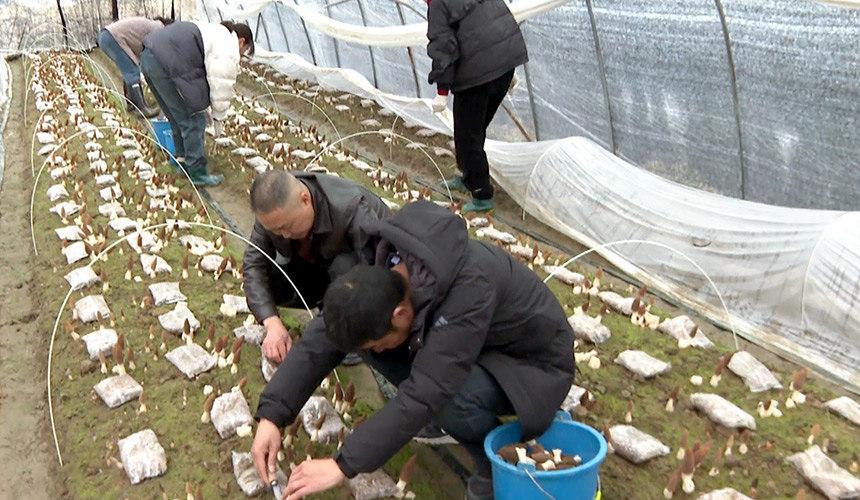 湖北浠水：特色种植业点燃振兴“新引擎”【4】