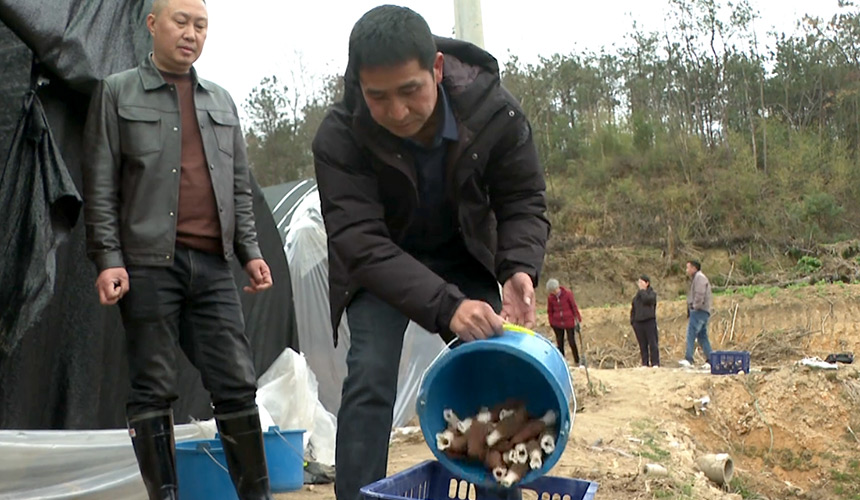 湖北浠水：特色种植业点燃振兴“新引擎”【5】