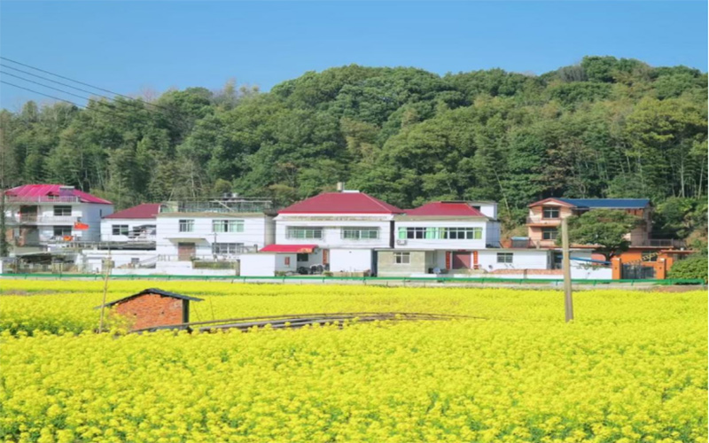 去往滨江村途中拍摄油菜花盛开图景。柳霖摄