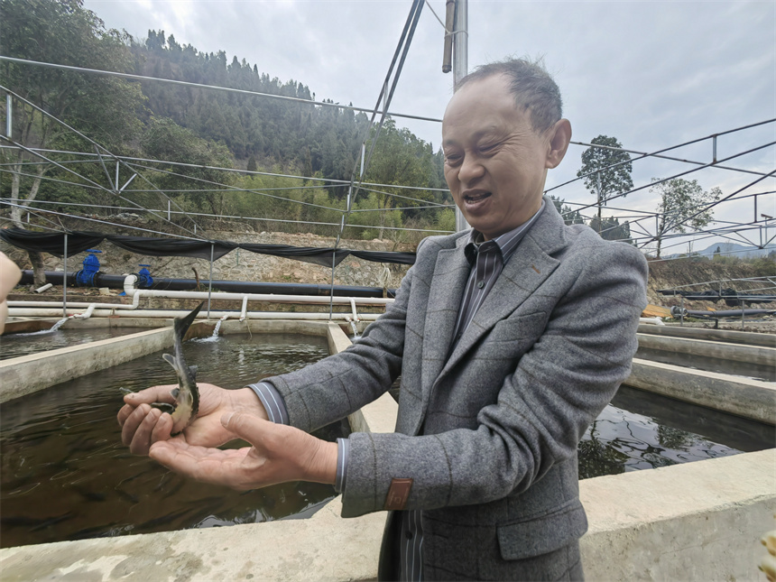 30余万尾鲟鱼撒欢咸安南川村生态水池【2】