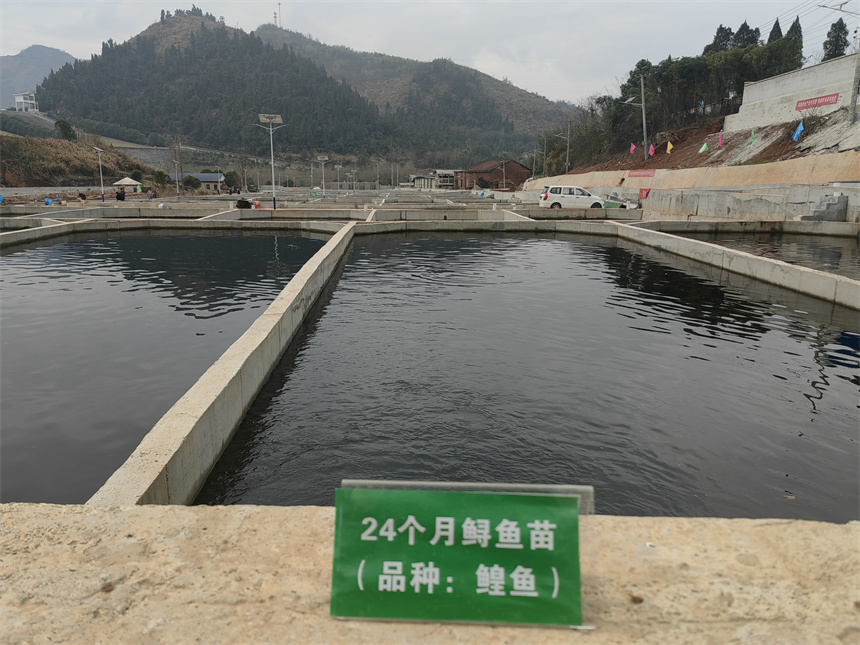 30余万尾鲟鱼撒欢咸安南川村生态水池【3】
