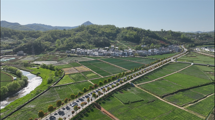 湖北竹山：葱香飘万里