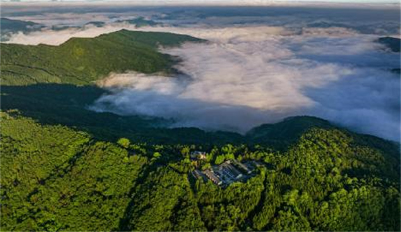 竹山县九华山国有林场。章磊摄