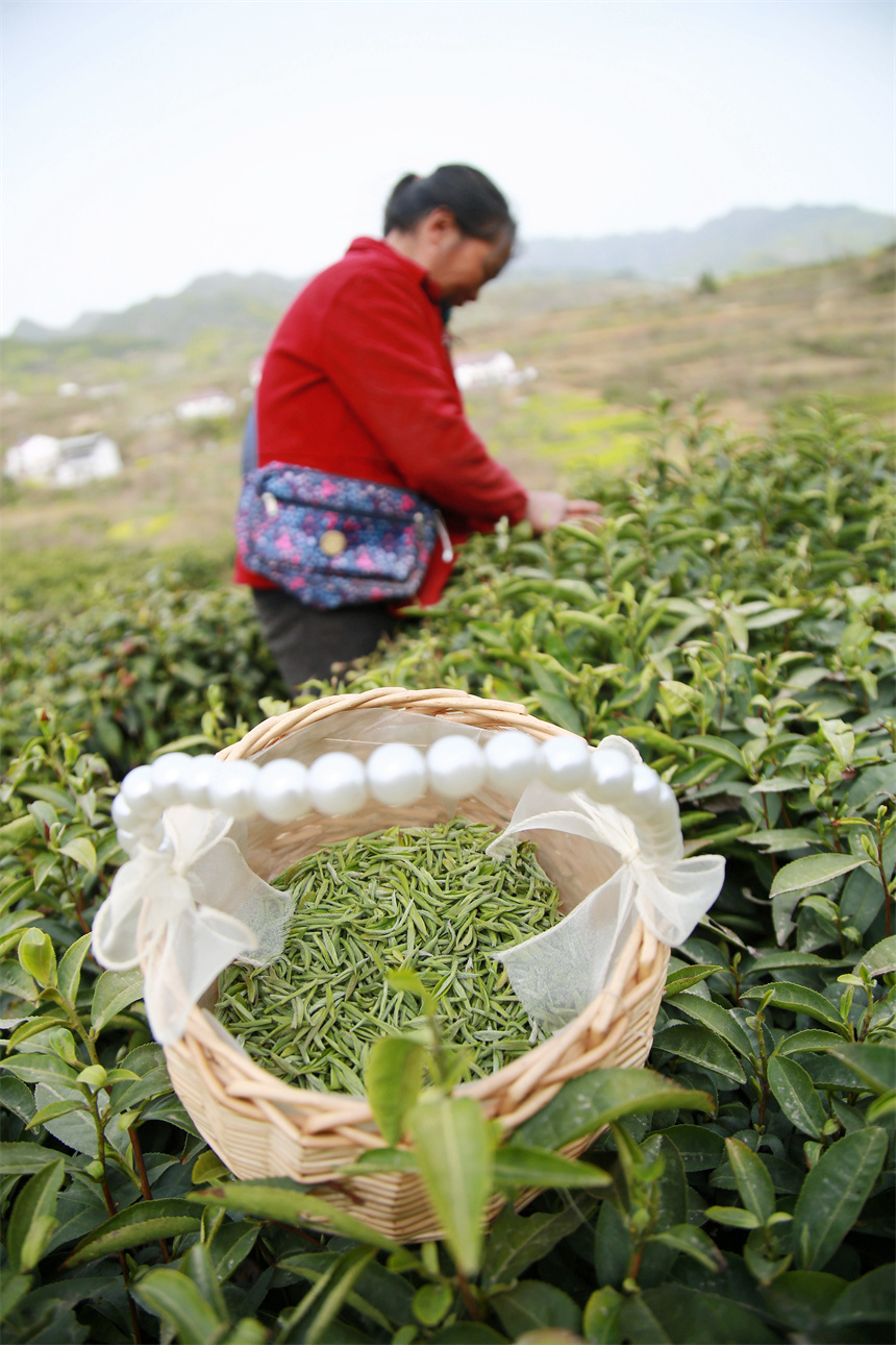 4月2日，在湖北省十堰市郧阳区谭家湾镇五道岭村，茶农在茶园采摘茶叶。  