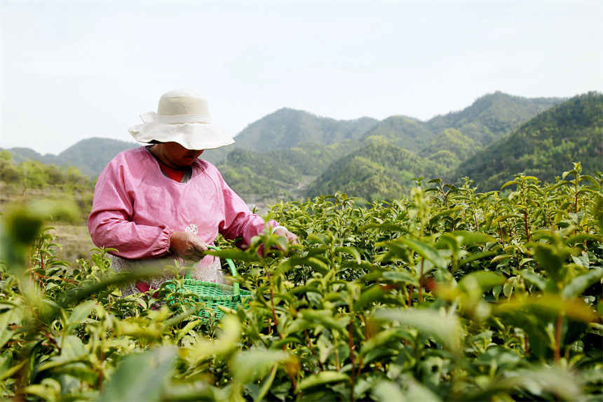 4月2日，在湖北省十堰市郧阳区谭家湾镇五道岭村，茶农在茶园采摘茶叶。  